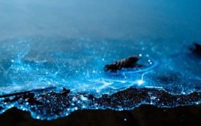 绝美“蓝眼泪”冲上热搜，网友：有毒吗？