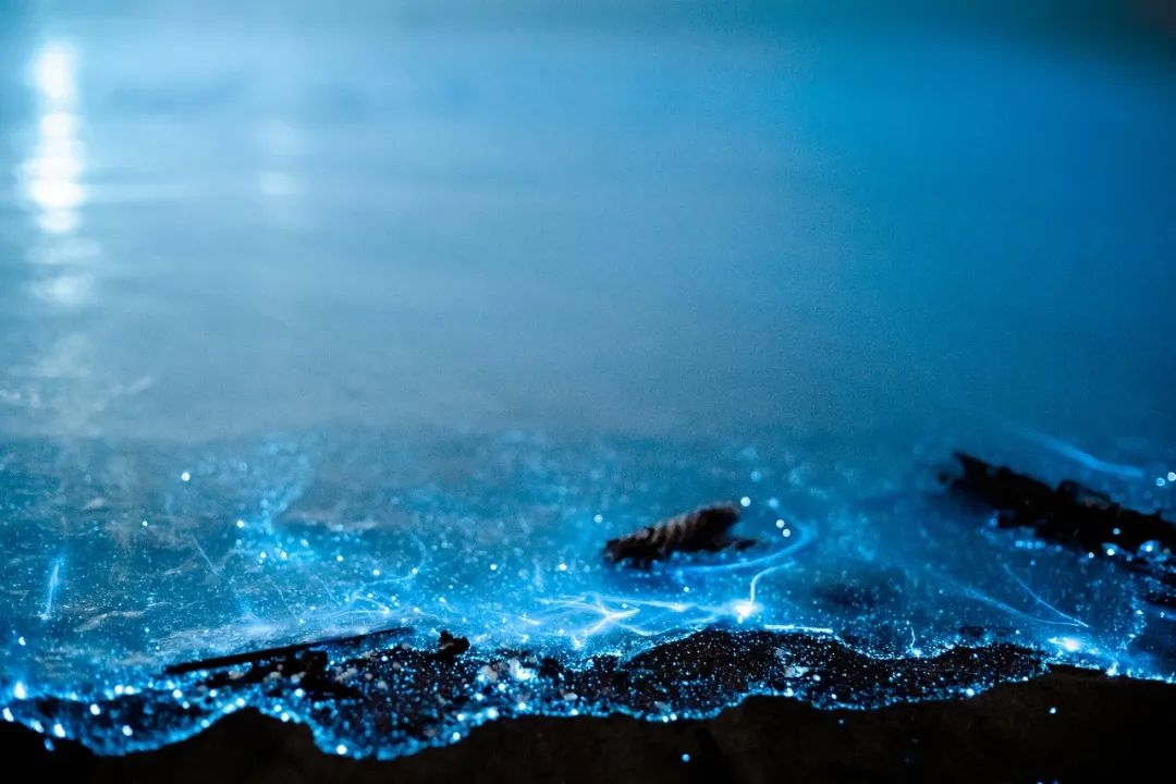 绝美“蓝眼泪”冲上热搜,网友:有毒吗? 绝美“蓝眼泪”冲上热搜,网友:有毒吗?