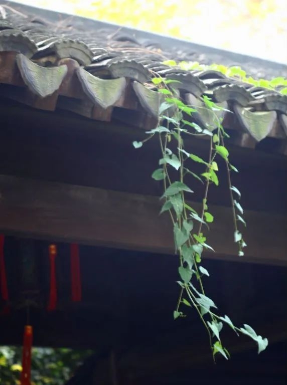 春分至，燕归来，正是人间好时节！快把这些知识讲给孩子吧