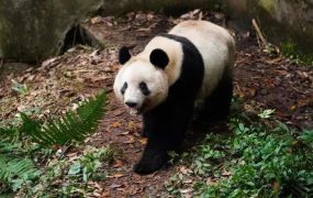 大熊猫“香香”隔离检疫期结束,未来将与公众见面！