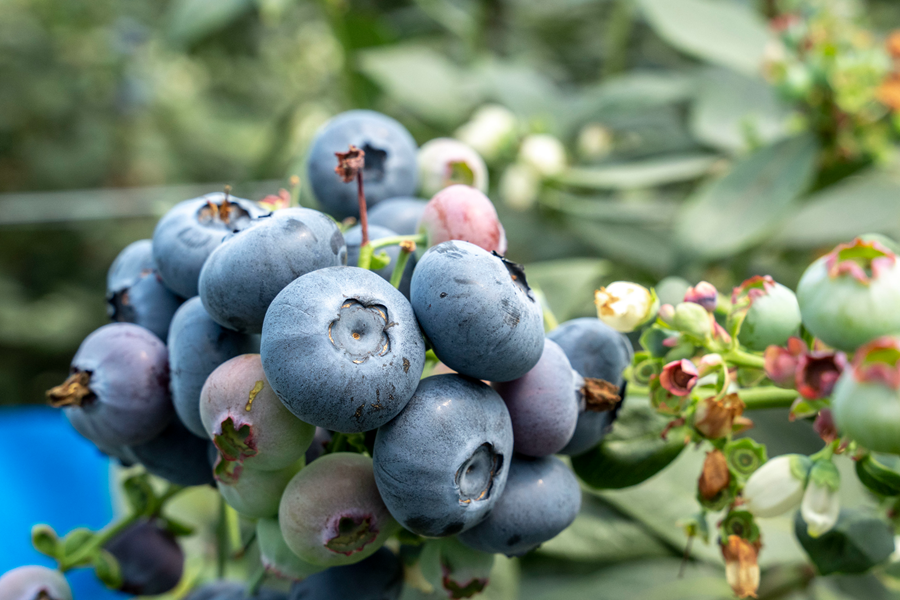 大如表盘的蓝莓，你见过吗？
