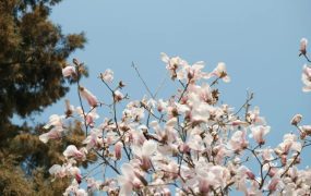 今日惊蛰，这些知识告诉孩子！