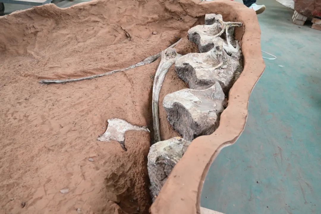 江西境内首次发现!全球罕见!巨型恐龙化石体长超过15米