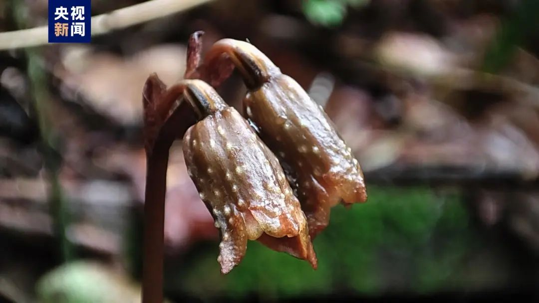 大明山天麻，再次被发现！
