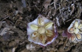 广西弄岗国家级自然保护区发现植物新物种，命名为卵药蜘蛛抱蛋