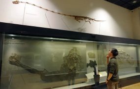 2亿年前隐秘细颈龙，被发现了！