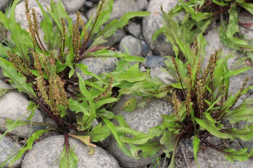 这里发现一濒危植物！曾被认为野外灭绝