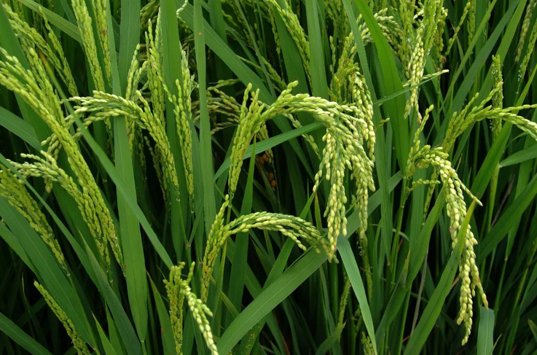 我国建成世界首个水稻基因索引数据库