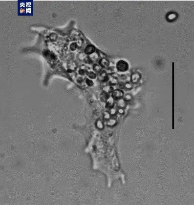 中国科研团队，发现新物种！