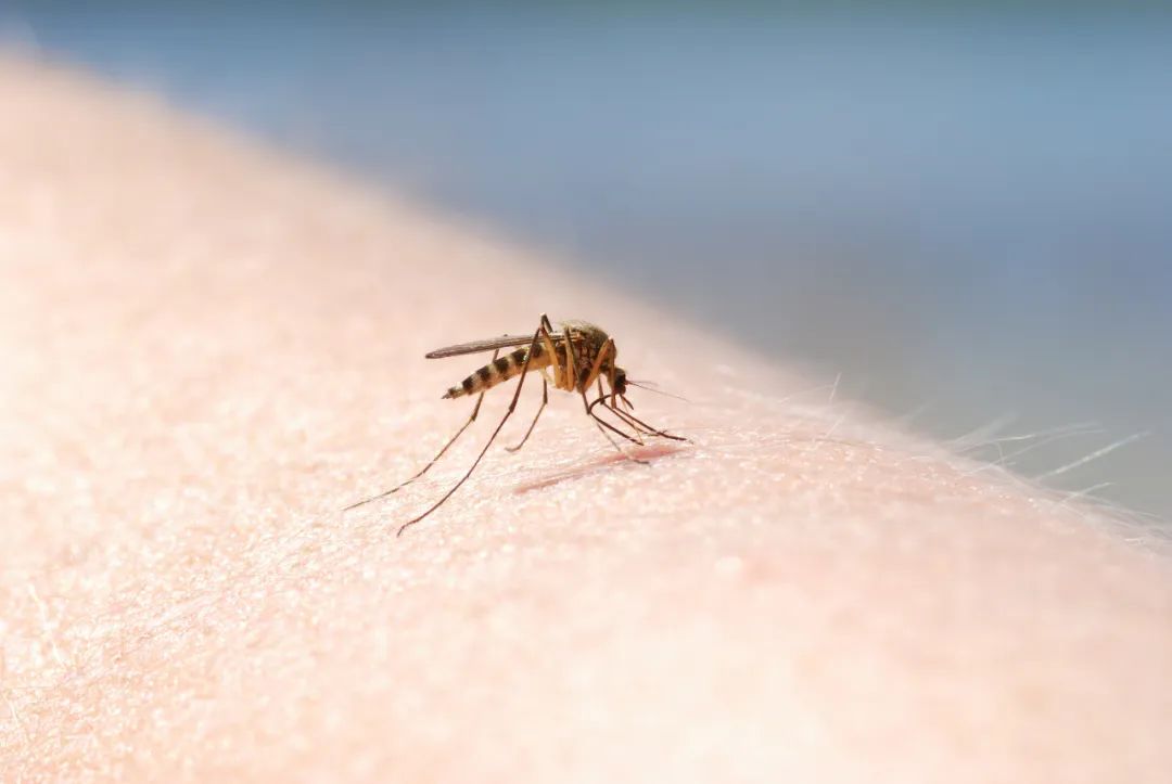 蚊子都被“热死”了？北京疾控回应