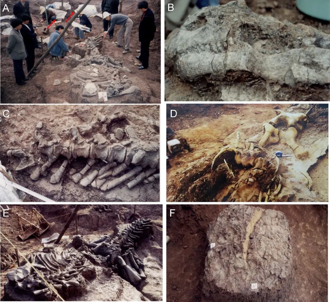 贵州发现全球最早的“龙蛋共存”恐龙化石群
